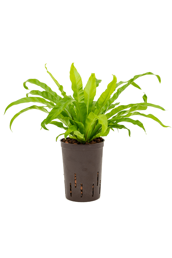 Hydro Roślina Asplenium antiquum