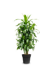 Dracena Janet Craig M