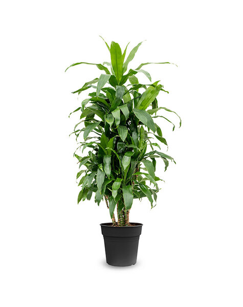 Dracena