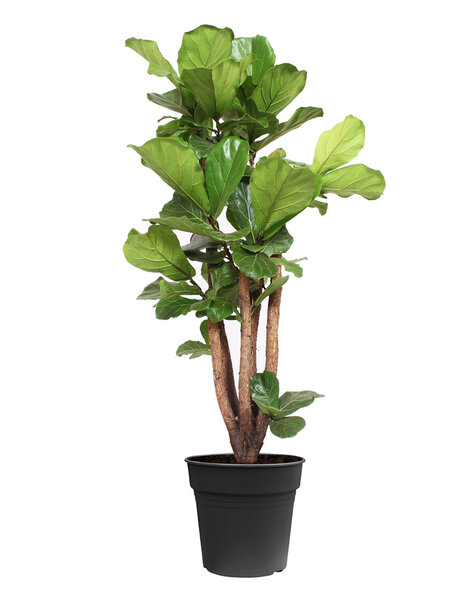 Ficus Lyrata