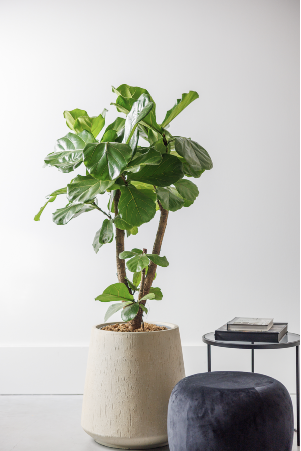 Ficus lyrata rozgałęziony L