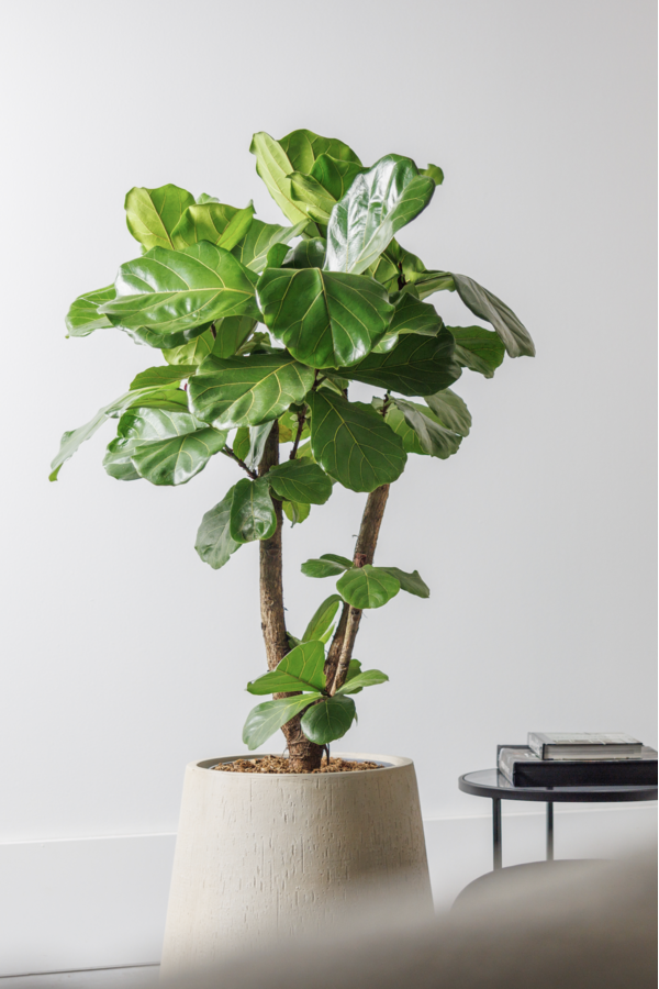 Ficus lyrata rozgałęziony L