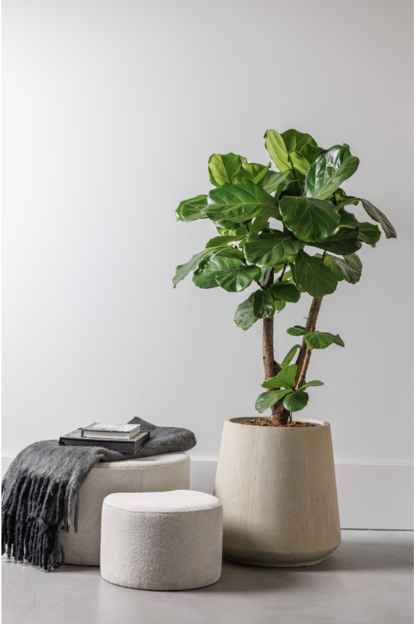 Ficus lyrata rozgałęziony L