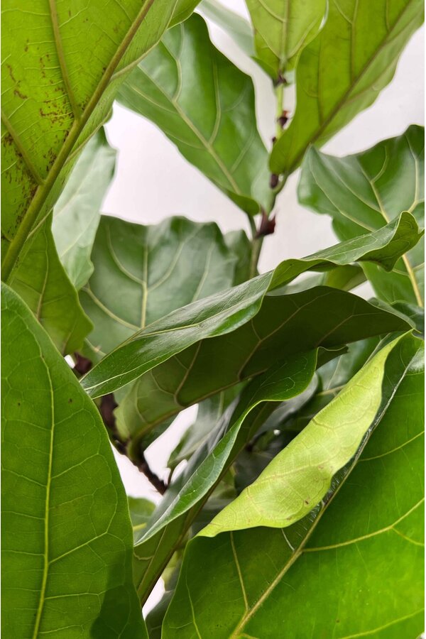 Ficus lyrata rozgałęziony L