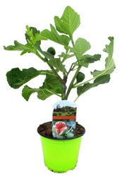 Ficus Carica Drzewo figowe XS