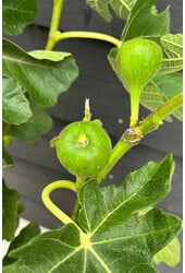 Ficus Carica Drzewo figowe XS