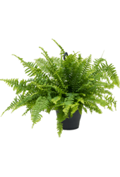 Roślina wisząca Nefrolepis wyniosły Green Lady M