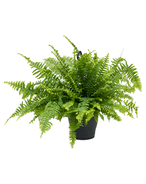 Roślina wisząca Nefrolepis