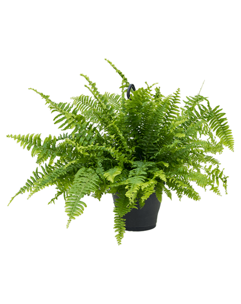 Roślina wisząca Nephrolepis