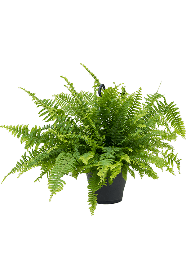 Roślina wisząca Nefrolepis wyniosły Green Lady M