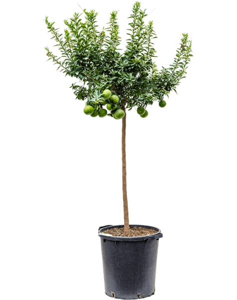 Citrus Aurantium