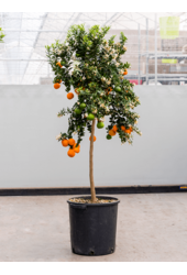 Drzewko pomarańczowe Aurantium Chinotto XL
