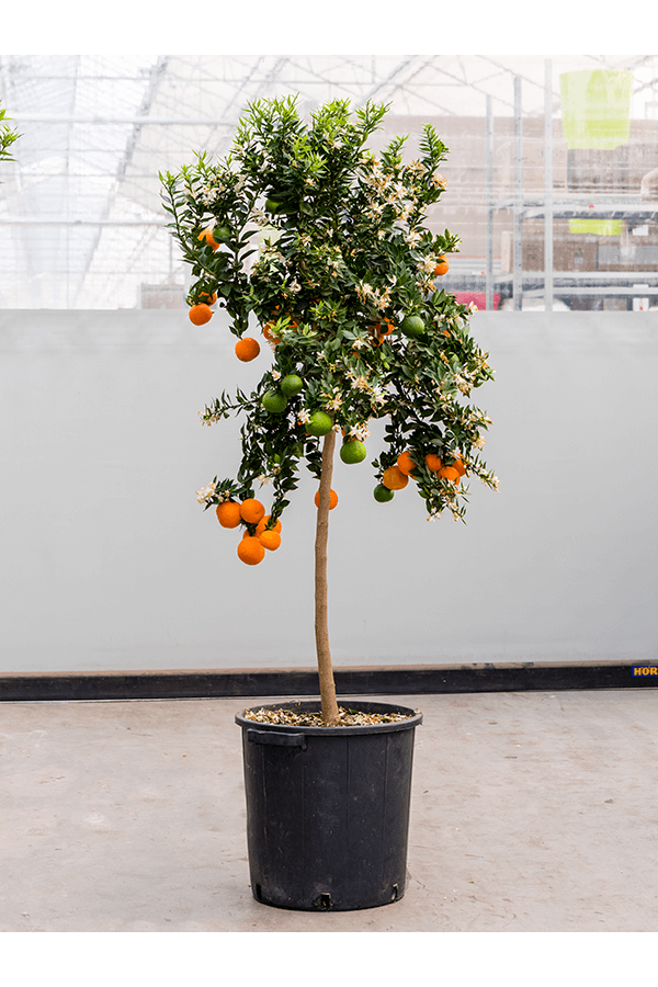 Drzewko pomarańczowe Aurantium Chinotto XL