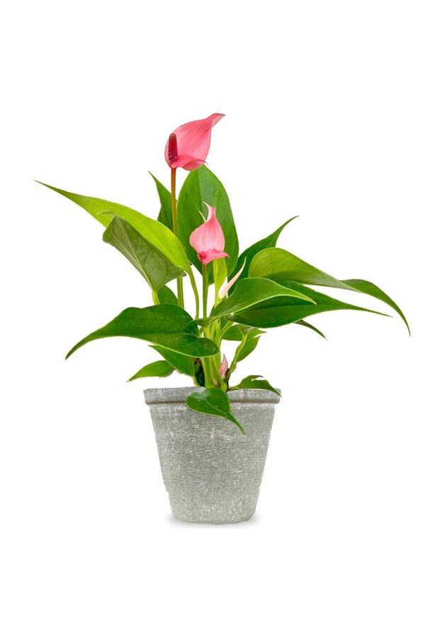 Sadzonka Anthurium lilli