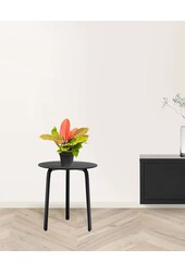 Philodendron 'Prince of Orange'