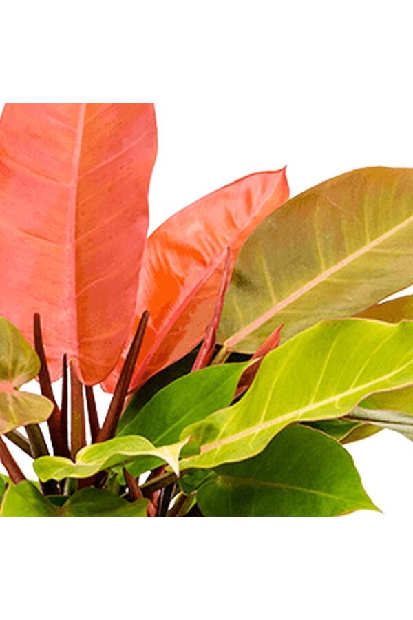 Filodendron „Prince of Orange”