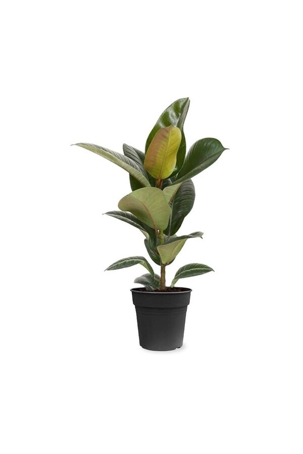 Ficus Elastica Robusta