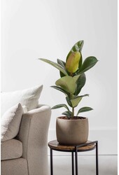 Ficus Elastica Robusta