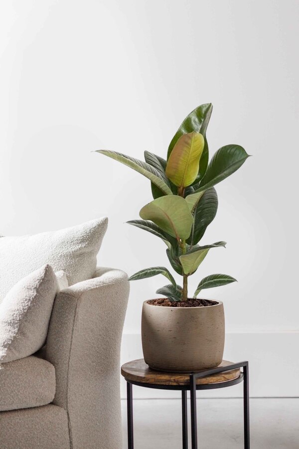 Ficus Elastica Robusta