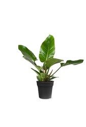 Filodendron Imperial Green