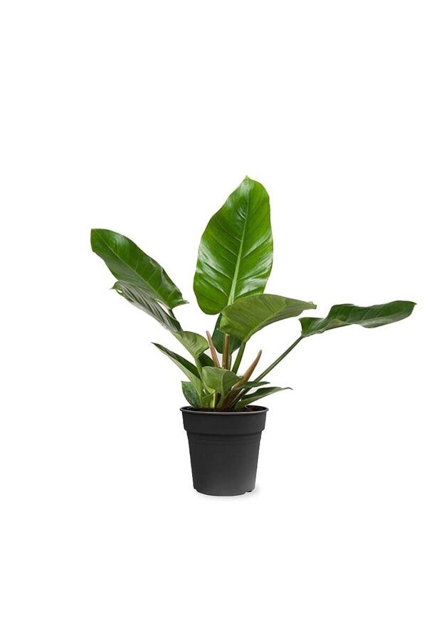 Filodendron Imperial Green