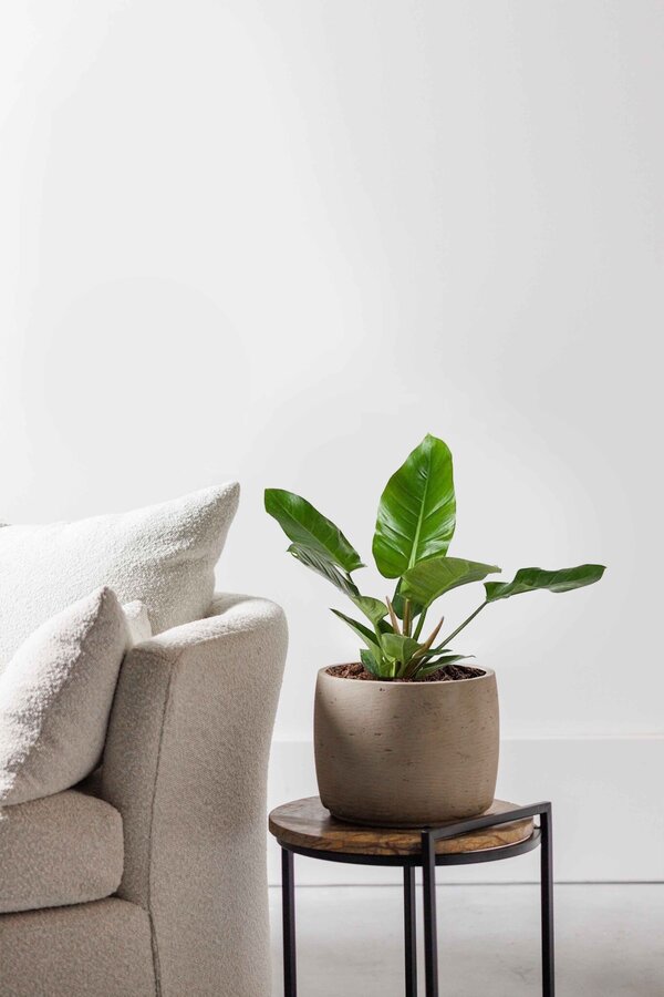 Filodendron Imperial Green