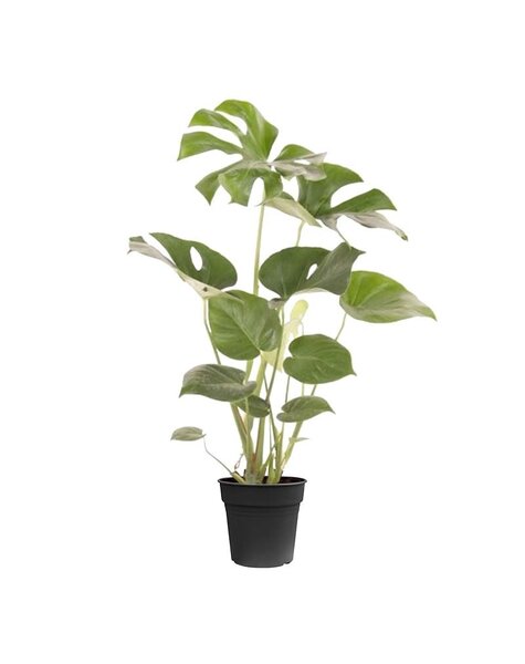 Monstera