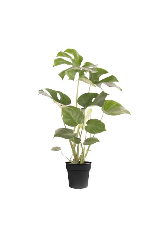 Monstera Deliciosa Krzew