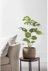 Monstera Deliciosa Krzew