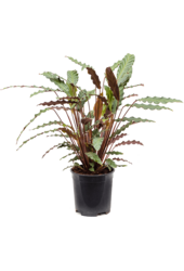 Calathea Rufibarba „Wavestar”