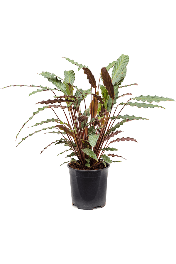 Calathea Rufibarba „Wavestar”