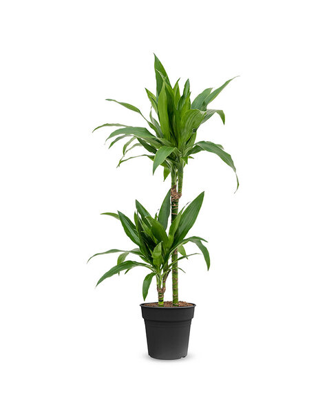 Dracena