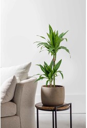 Dracaena fragrans Janet Lind