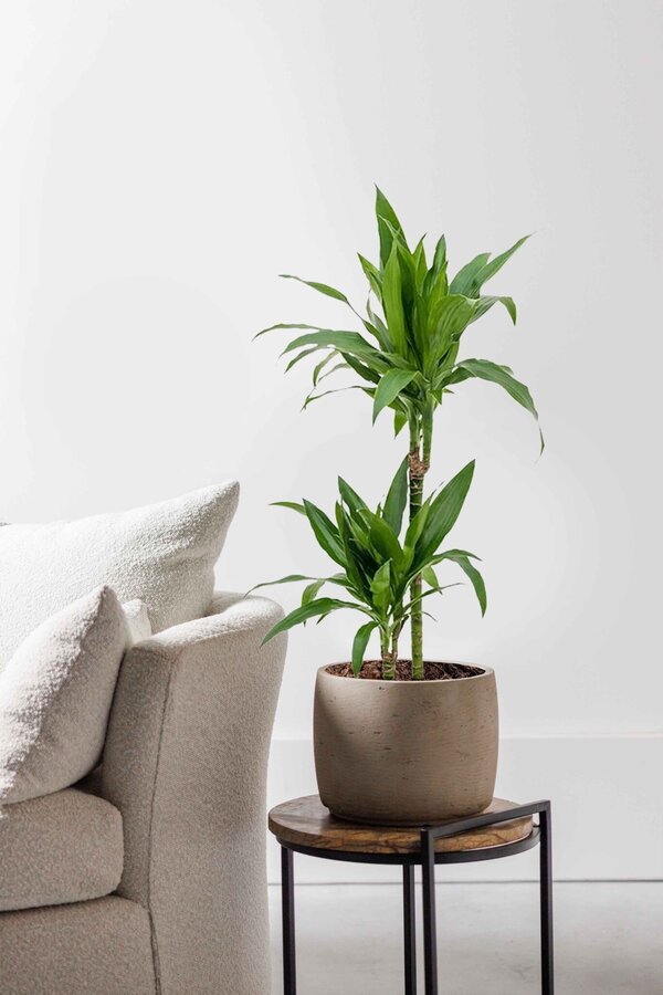 Dracaena fragrans Janet Lind