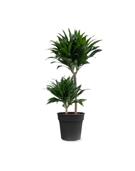 Dracaena