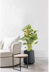 Monstera Deliciosa palik kokosowy