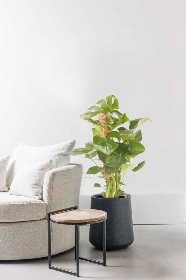 Monstera Deliciosa palik kokosowy