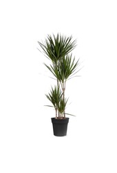 Dracaena Marginata