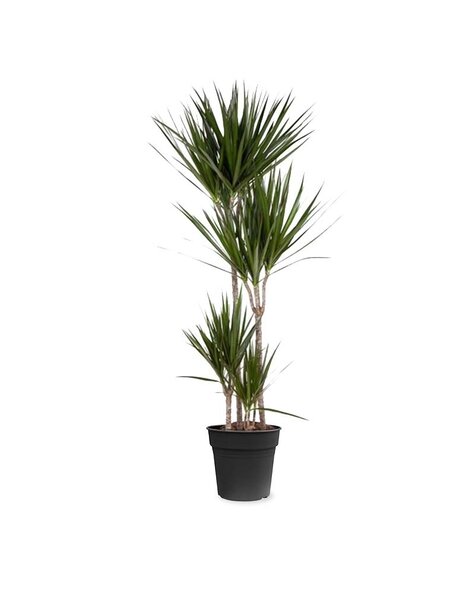 Dracaena