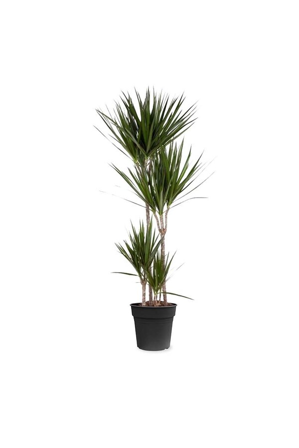 Dracaena Marginata