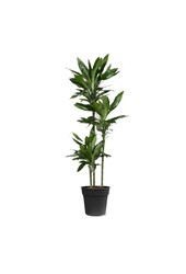 Dracaena Janet