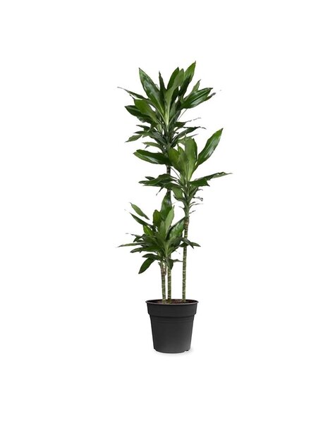 Dracaena