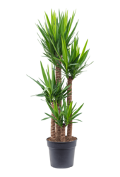 Juka (Lilia Palmowa) Yucca kępka XXL