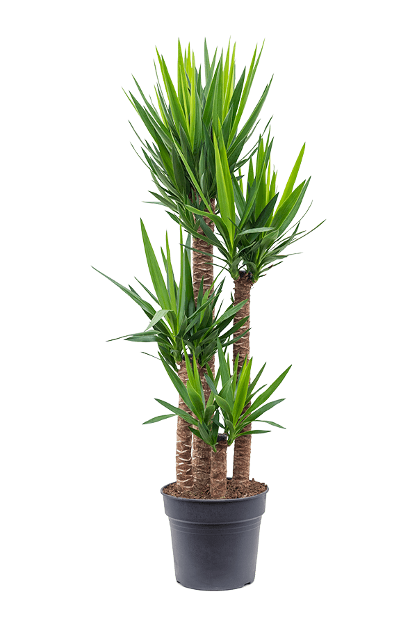 Juka (Lilia Palmowa) Yucca kępka XXL