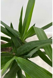 Juka (Lilia Palmowa) Yucca kępka XXL