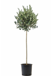 Drzewo oliwne na pniu