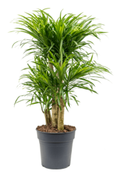 Dracaena Anita Variegata
