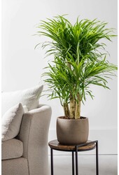 Dracena Anita Variegata