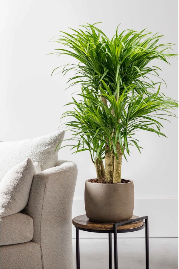 Dracaena Anita Variegata