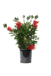 Callistemon Leavis krzew